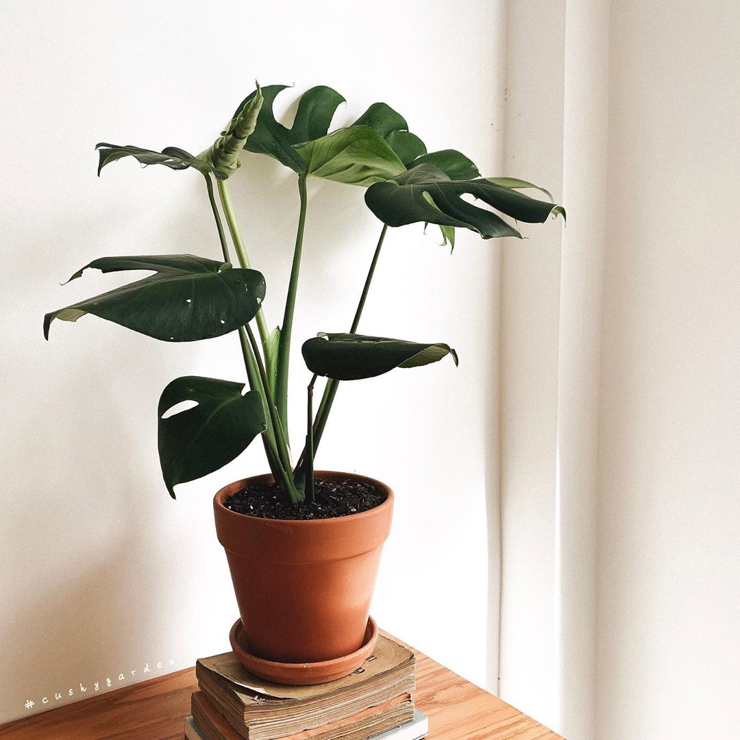 monstera monday