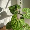 cây cảnh để bàn