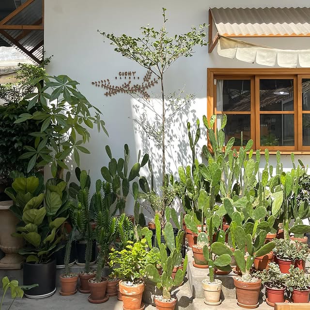 vườn cây cushy garden