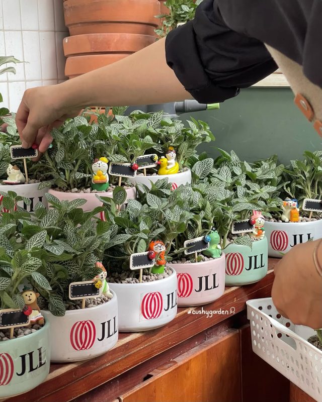 cây lá may mắn trồng trong nhà